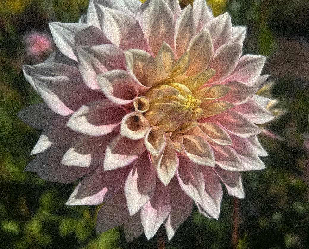 How to Grow Dahlias From Seed | Beginner-Friendly Guide  Ribier Gardens