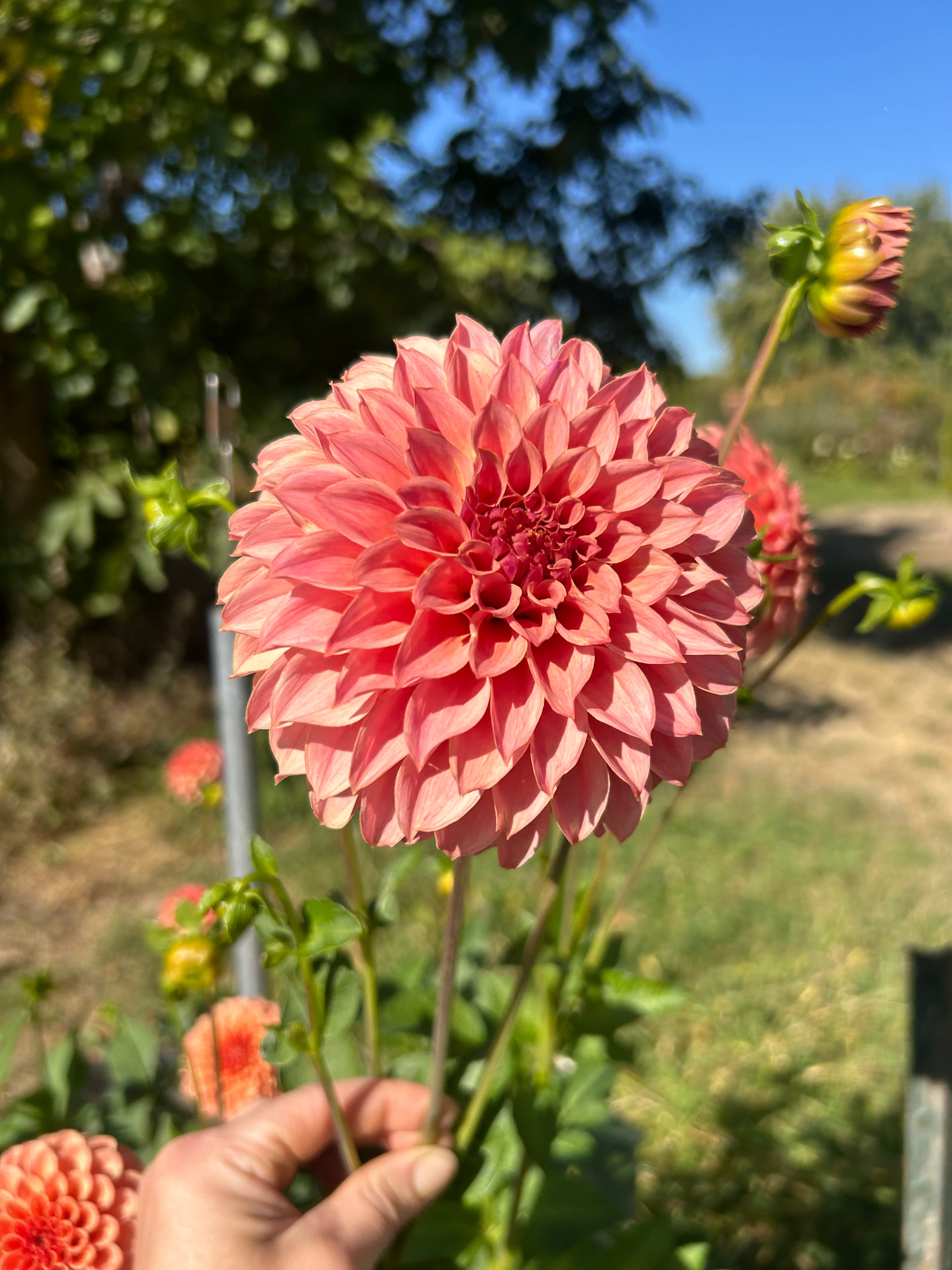 KA's Coral Sea Dahlia | Decorative | Peach | Ribier Gardens