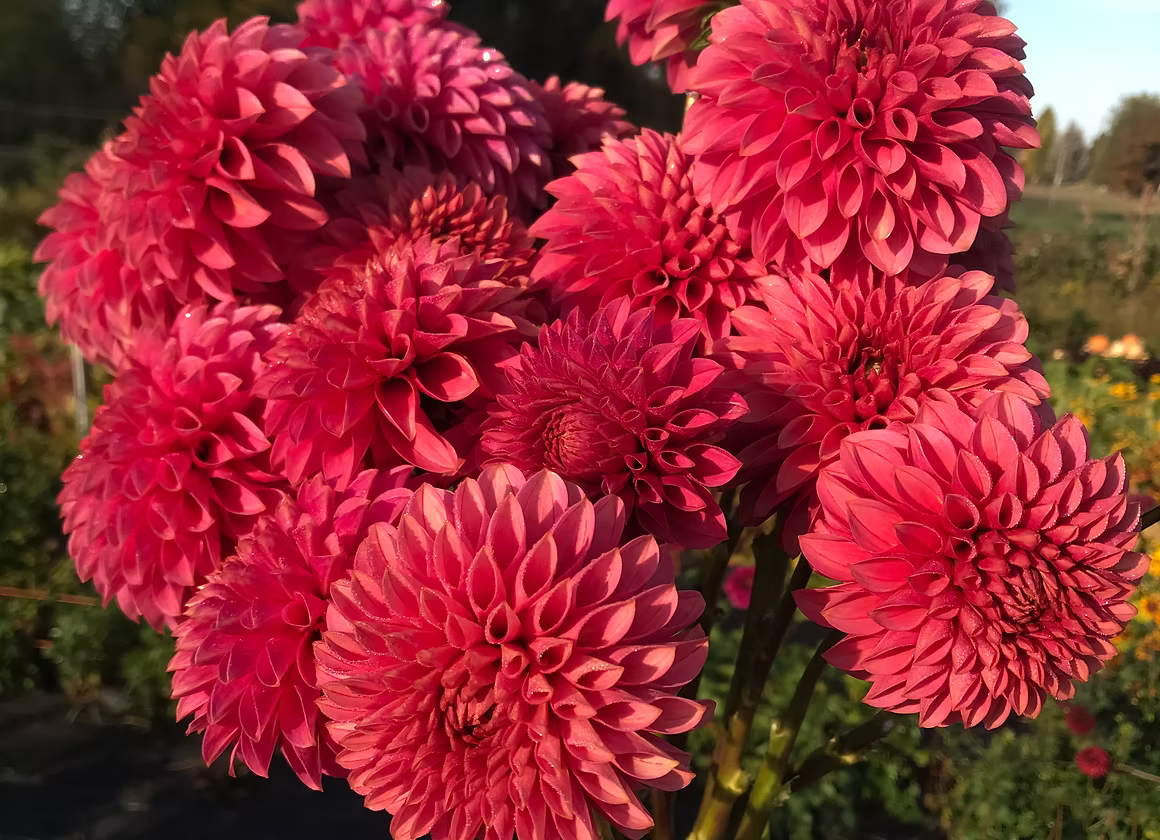 KA's Rosie Jo Dahlia | Decorative | Rose | Ribier Gardens