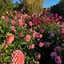 The results of planting your dahlia tubers at the right time and temperature.