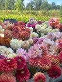 Freshly cut dahlias from Ribier Gardens