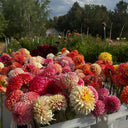 Vibrant dahlia blooms grown from tubers at Ribier Gardens