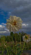 <h1>award winning dahlias breeds</h1>