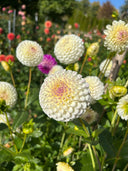 20th Ave Tradition miniature ball dahlia with white petals and faint lilac blush at the center