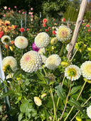 20th Ave Tradition white ball dahlias blooming in the garden at Ribier Gardens