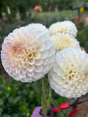 20th Ave Tradition dahlia blooms showing creamy white petals with delicate lilac-pink centers