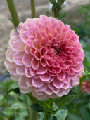 20th Ave Softer Peach