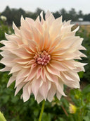 Close-up of Café au Lait dahlia with large cream and blush informal decorative bloom