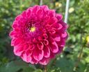 GC Pink Lemonade formal decorative dahlia showing saturated pink color and rounded form