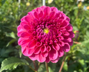 GC Pink Lemonade dahlia bloom with saturated raspberry-pink petals and subtle yellow tips