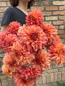 Armful of Verrone’s 14-30 dahlias with tousled pumpkin-orange, apricot, and coral petals