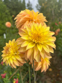 Camano Pet peach and yellow stellar dahlias blooming in the cutting garden