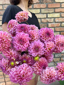 River Merle Berry Kiss formal decorative dahlia with layered berry-pink and peach petals