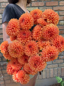 A large armful of warm orange Jowey Nicky ball dahlias held against a brick wall