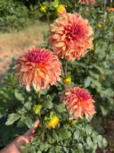 River's Can't Elope peach and coral stellar dahlias blooming in the garden