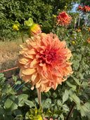 River's Can't Elope dahlia with peachy watermelon stellar bloom and twisting petals