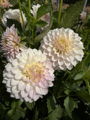 Lakeview Premier dahlia bloom showing romantic blush coloring and a luminous center