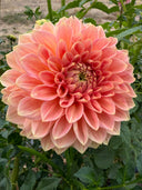 Lakeview Lady formal decorative dahlia with a large coral-peach bloom and densely layered petals