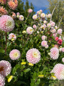 Irish Candy blush pink miniature ball dahlias blooming in the cutting garden

