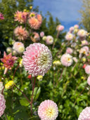 Irish Candy miniature ball dahlia with creamy ivory center and ballet-slipper pink petals