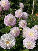 Lakeview Premier decorative dahlia with layered pale petals and a soft glow toward the center