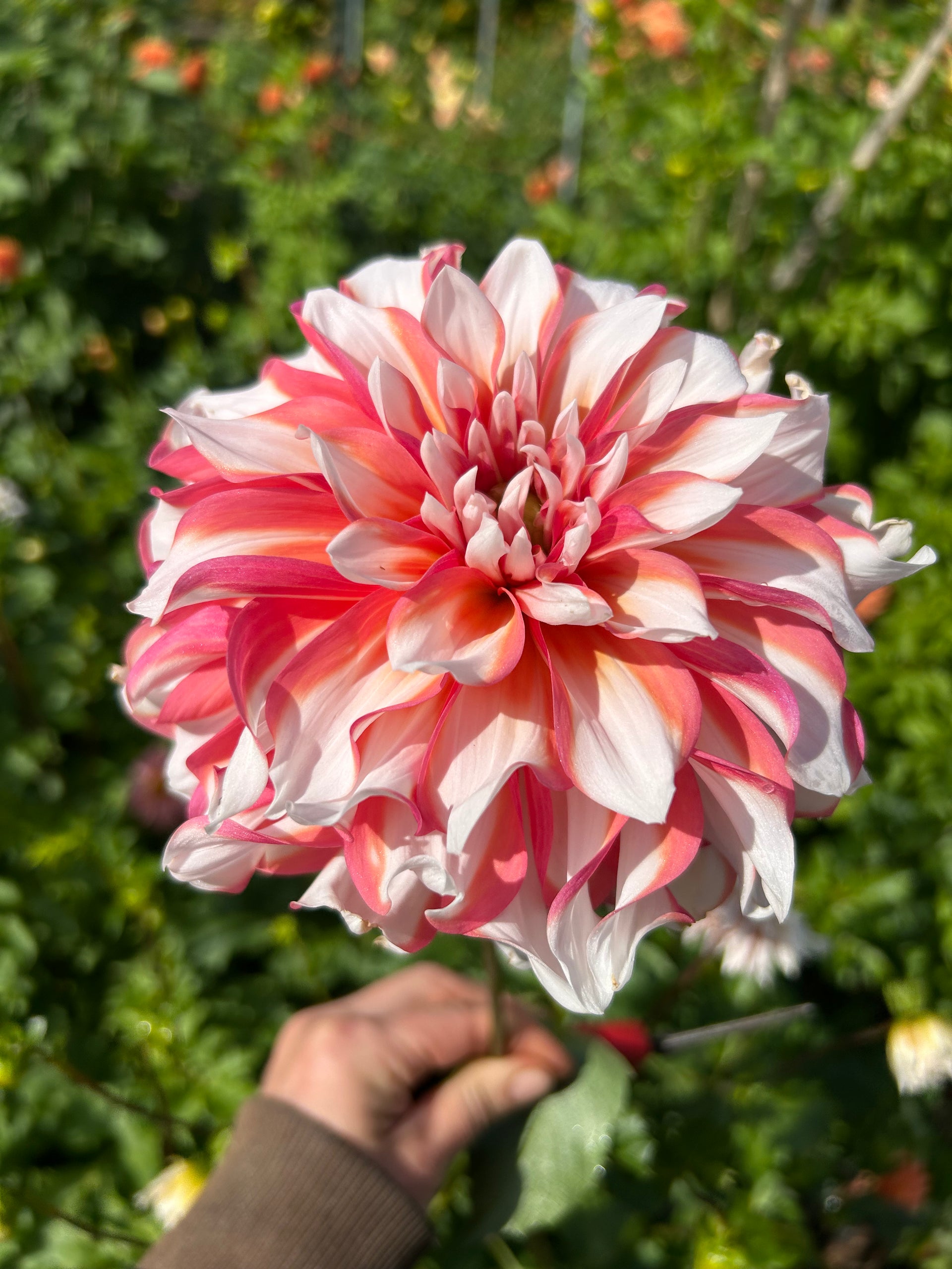 Rady セミダブル リゾートフラワー AC Sandra J | Coral-Peach Bicolor Decorative Dahlia | Ribier Gardens