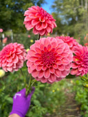 Salmon Kiss dahlia with warm salmon-pink and coral decorative blooms