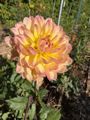 Sandia Bliss waterlily dahlia with glowing golden-yellow, peach and soft pink petals