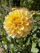 Burfoot Eva formal decorative dahlia with butter-yellow petals and a soft peach blush