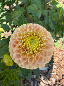 KA’s® Honeycomb