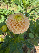 KA’s® Honeycomb