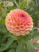 20th Ave Softer Peach