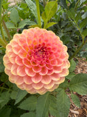 20th Ave Softer Peach