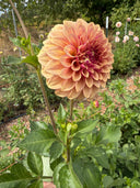 Angled close-up of KA’s® Creme Brulee dahlia showing warm bronze-apricot petals edged in raspberry
