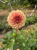 KA’s® Creme Brulee dahlia with caramel-apricot petals, a raspberry center, and fine burgundy petal edges in the garden