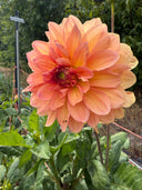 KA’s® Sunny Cove dahlia with glowing coral-apricot petals and a deeper rose center growing in the garden