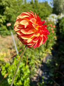 Irish Pinwheel