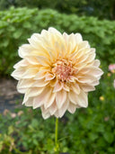 KA’s Mocha Maya formal decorative dahlia showing its smaller cream-colored bloom