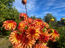 Irish Pinwheel