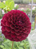 Jessie G dahlia with deep wine-red burgundy ball bloom