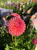 Jowey Winnie ball dahlia with warm coral-rose and terracotta pink petals
