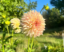 Close-up of KA's Champagne dahlia with champagne-blush stellar bloom
