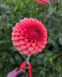 KA’s® Starter Pack