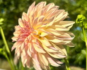Side view of KA's Champagne dahlia showing elegant champagne and blush petals
