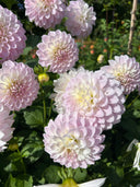 Lakeview Premier formal decorative dahlia with soft ivory, blush, and lavender-pink petals