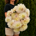 A person holding a large, dense bouquet of cream and pale blush dahlia flowers, standing in front of a dark green hedge.