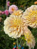 Sidehill Trishie dahlia bloom with buttercream yellow petals and soft peach-pink undertones