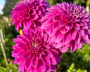 Bloomquist Ruby formal decorative dahlias showing their unusual pink-purple color