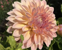 Close-up of Castle Drive dahlia with peach-blush formal decorative bloom 