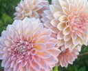 Castle Drive dahlias blooming together with soft peach and blush formal decorative flowers